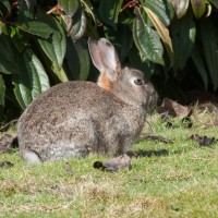 Rabbit